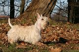 SCOTTISH TERRIER 121